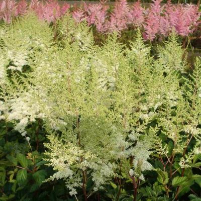 Астильба Майти Плони фото