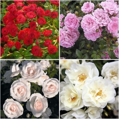 Комплект саженцев почвопокровных роз - Dolina-Sad.Ru