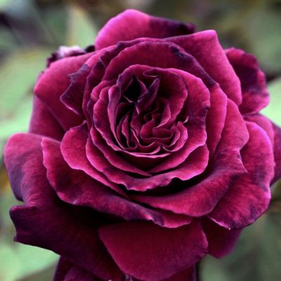 Роза Квинс Вельвет Роза Квинс Вельвет - Dolina-Sad.Ru