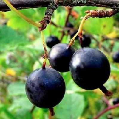 Крыжовник Африканец Крыжовник Африканец фото