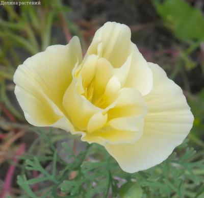 Эшшольция Малибу Эшшольция Малибу фото