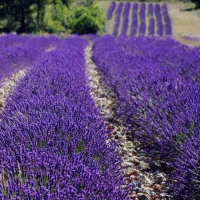 Лаванда узколистная Дварф Блю Лаванда узколистная Дварф Блю - Dolina-Sad.Ru