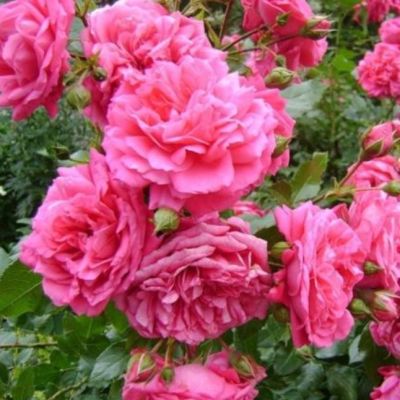 Роза Морден Руби Роза Морден Руби - Dolina-Sad.Ru