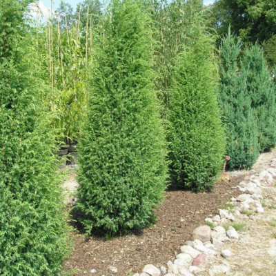 Можжевельник обыкновенный Суецика, С3 - Dolina-Sad.Ru