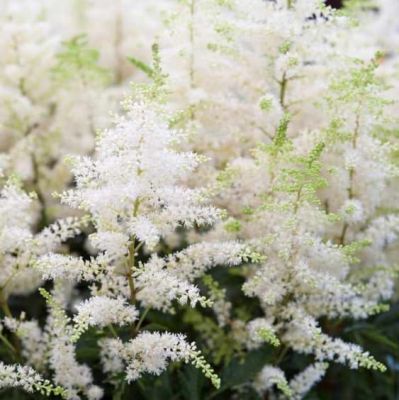 Астильба Майти Плони фото