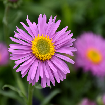 Астра альпийская "Хеппи энд" фото