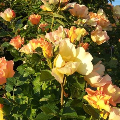 Роза Морден Санрайз Роза Морден Санрайз - Dolina-Sad.Ru