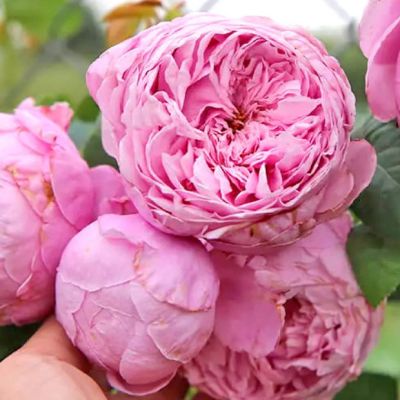 Роза Респберри Коктейль Роза Респберри Коктейль - Dolina-Sad.Ru