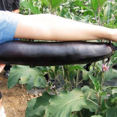 Баклажан Русский Размер фото