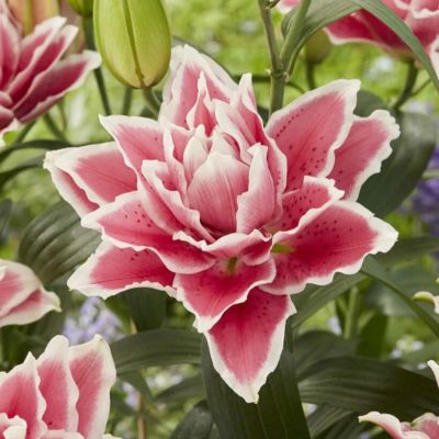 Лилия Роузлили Саманта Лилия Роузлили Саманта - Dolina-Sad.Ru