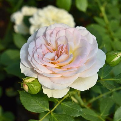 Роза Штамбовая Пастелла Роза Штамбовая Пастелла - Dolina-Sad.Ru