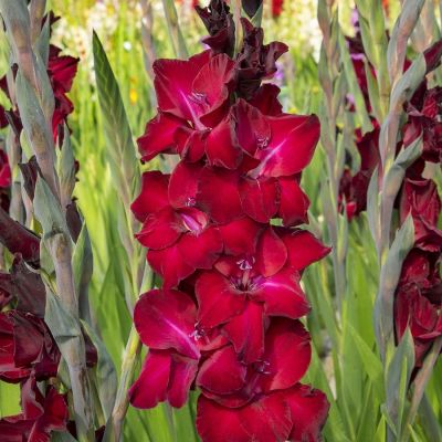 Гладиолус Фэт Бой - Dolina-Sad.Ru