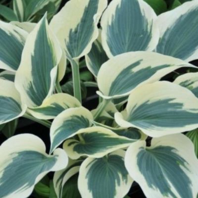 Хоста Фирн Лайн , C2 Хоста Фирн Лайн , C2 фото