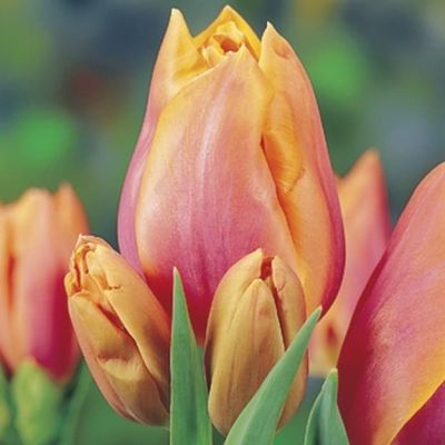 Тюльпан Драгон Кинг Тюльпан Драгон Кинг фото