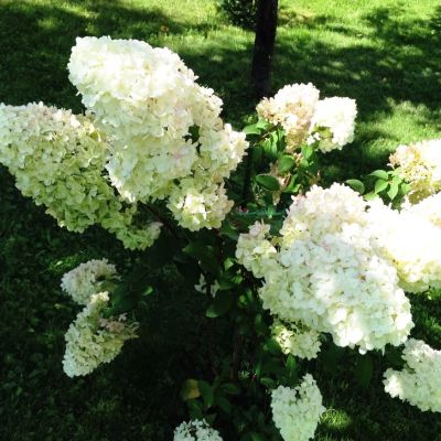 Гортензия метельчатая Диамантино, С3 Гортензия метельчатая Диамантино, С3 - Dolina-Sad.Ru