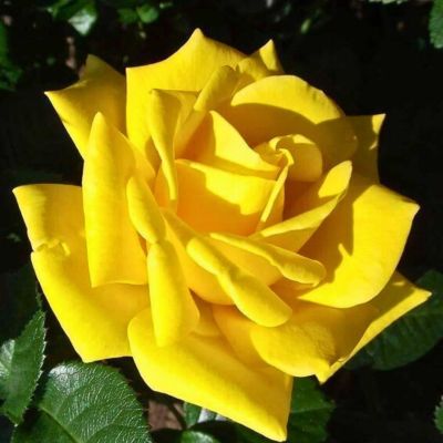 Роза СтарЛайт - Dolina-Sad.Ru