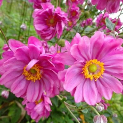 Анемона Памина Анемона Памина - Dolina-Sad.Ru