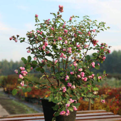 Снежноягодник доренбоза Мэджикал Пинк Кушион - Dolina-Sad.Ru