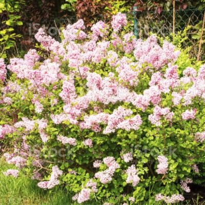 Сирень мелколистная Суперба Сирень мелколистная Суперба - Dolina-Sad.Ru