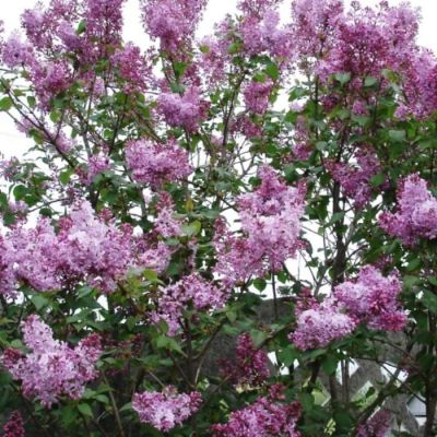 Сирень обыкновенная Сирень обыкновенная - Dolina-Sad.Ru