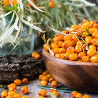 Облепиха садовая Облепиха садовая фото