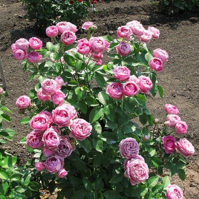 Роза Мисти Баблс Роза Мисти Баблс - Dolina-Sad.Ru