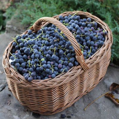 Виноград Изабелла - Dolina-Sad.Ru