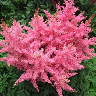 Астильба гибридная Распберри Астильба гибридная Распберри - Dolina-Sad.Ru