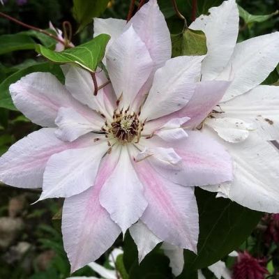 Клематис Матка Седлиска фото