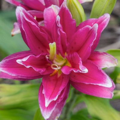 Лилия Роузлили Елена Лилия Роузлили Елена - Dolina-Sad.Ru