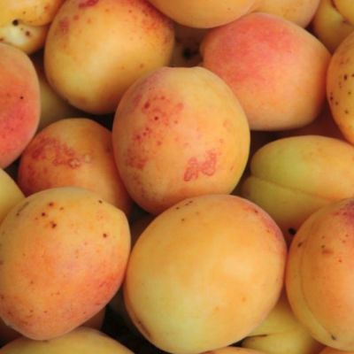 Абрикос Жердела Абрикос Жердела - Dolina-Sad.Ru