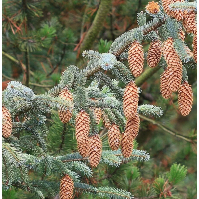 Ель ситхинская, С2 Ель ситхинская, С2 - Dolina-Sad.Ru