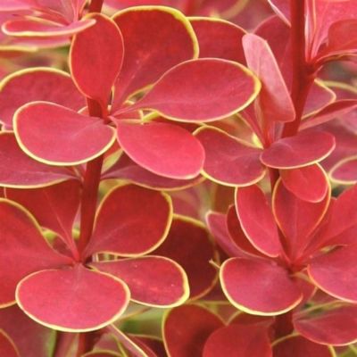 Барбарис Тунберга Оранж Санрайз, С3 - Dolina-Sad.Ru