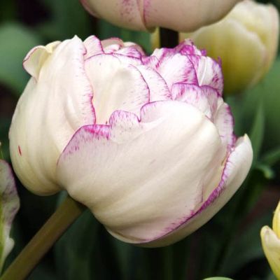 Тюльпан Нормандия за рубль Тюльпан Нормандия за рубль фото