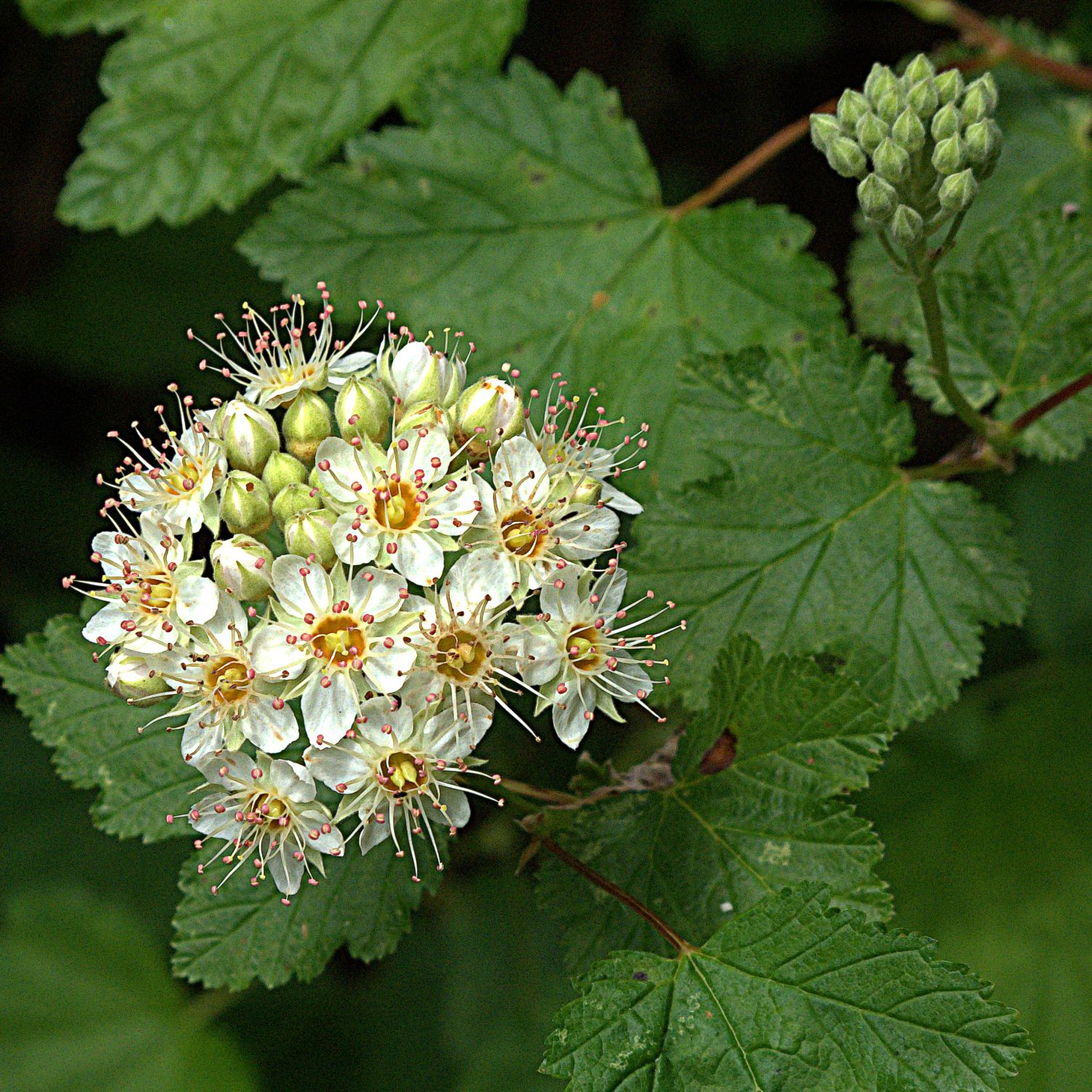 Пузыреплодник головчатый Тильден Парк Пузыреплодник головчатый Тильден Парк - Dolina-Sad.Ru