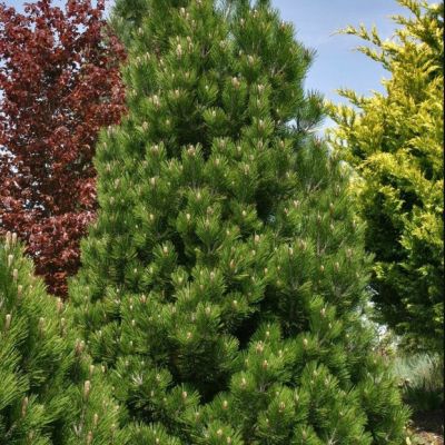 Сосна Белокорая Компакт Джем фото