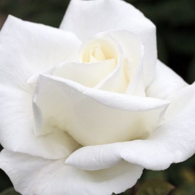 Роза Метрополитен Роза Метрополитен - Dolina-Sad.Ru