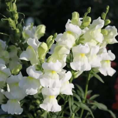 Львиный зев Белый букет Львиный зев Белый букет фото