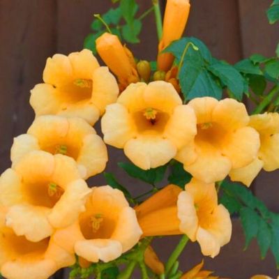 Кампсис укореняющийся Флава Кампсис укореняющийся Флава - Dolina-Sad.Ru