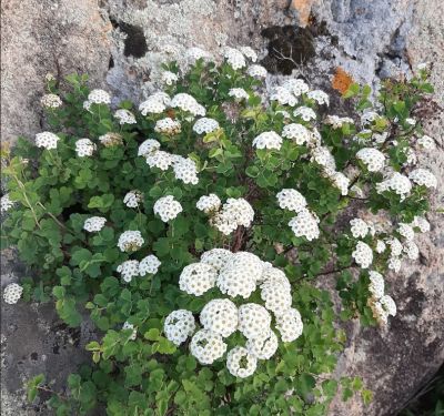 Спирея трехлопастная Спирея трехлопастная - Dolina-Sad.Ru