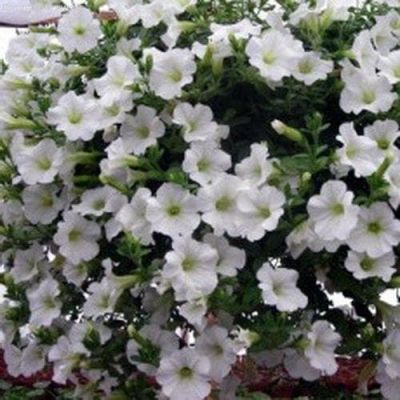 Петуния Белый шар Петуния Белый шар фото