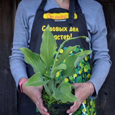 Хоста Кросса Регал Хоста Кросса Регал фото