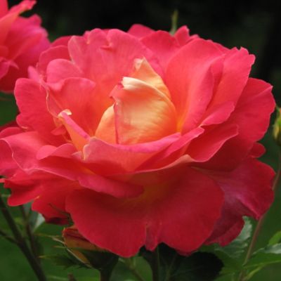 Роза Декор Арлекин Роза Декор Арлекин - Dolina-Sad.Ru