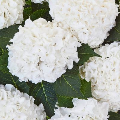 Гортензия крупнолистная Айс Бой Гортензия крупнолистная Айс Бой - Dolina-Sad.Ru