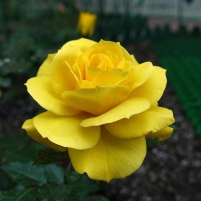 Роза Фрезия Роза Фрезия фото