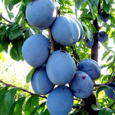 Слива Ода Слива Ода - Dolina-Sad.Ru