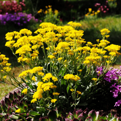 Алиссум горный Бергголд , P9 Алиссум горный Бергголд , P9 фото