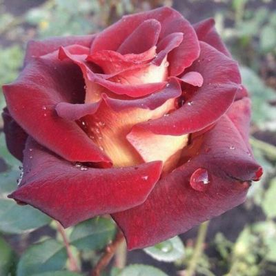 Роза Эдди Митчелл Роза Эдди Митчелл - Dolina-Sad.Ru