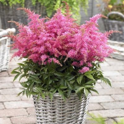 Астильба гибридная Распберри Астильба гибридная Распберри - Dolina-Sad.Ru