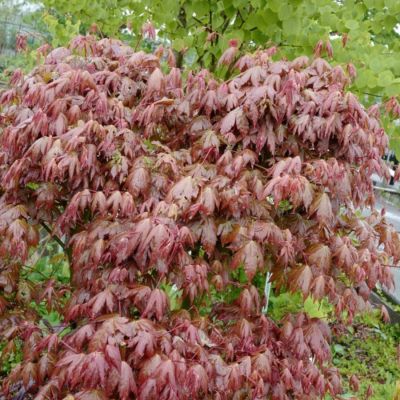 Клен пальмолистный Браун Шугар - Dolina-Sad.Ru